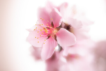 Naklejka na ściany i meble A peach blossom in spring, showing its fragility and beauty