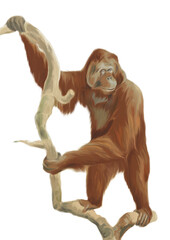 Orangutan © Robert