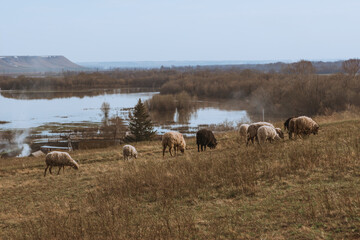 Flock of sheep grazing on hillside in countryside. Golden hour.
