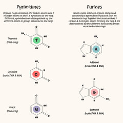 Nucleotides: The difference between pyrimidines and purines