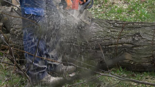 A Lumberjack cuts the cutted tree into pieces - (4K)