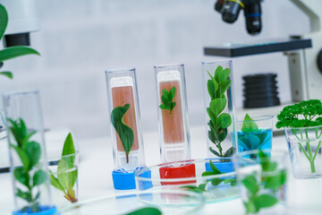 Young plant in science test tube , lab research biochemistry , biotechnology concept