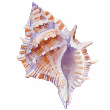 Vector watercolor illustration of colorful seashell