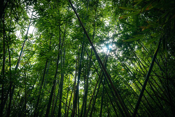 Fototapeta premium bamboo forest in the morning