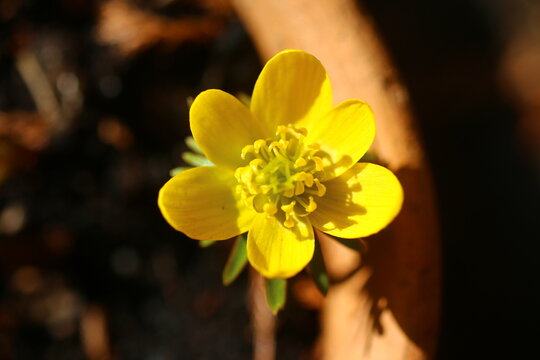 Rannik zimowy Eranthis hyemalis kwiat żółty spring