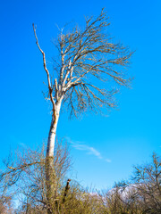Slanted bare maple tree over the forest on the blue sky background