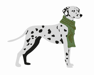 Dalmatian dog in a scarf with an ornament. Cozy vector isolated illustration with a big dog breed.