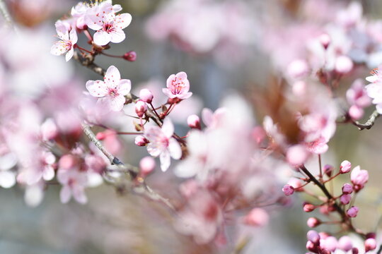 Fiori di ciliegio che fioriscono in primavera 