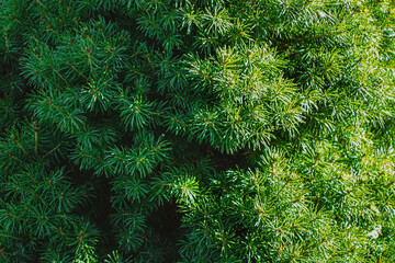 A white spruce with the sun shining brightly