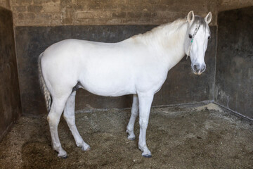 beautiful thoroughbred white horse.