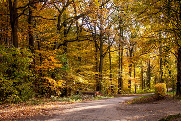 autumn in the forest