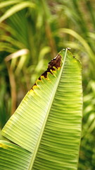 Banana leaf with brown edges in the Intag Valley, outside of Apuela, Ecuador