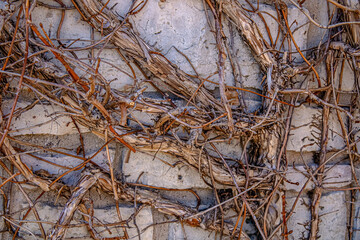 Climbing hydrangea in spring before temperatures change