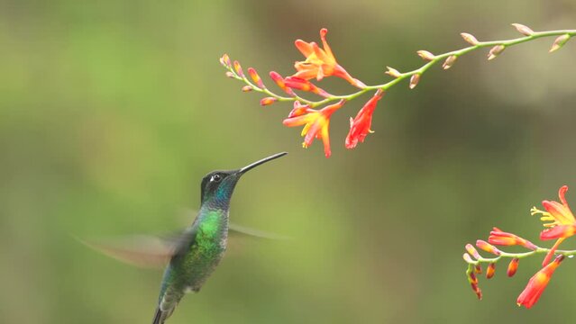 slow motion close up of a male talamanca hummingbird feeding on a crocosima flower at a garden in costa rica