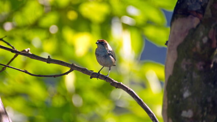 Obraz premium Scrub tanager (Stilpnia vitriolina) perched on a branch in the Intag Valley, outside of Apuela, Ecuador