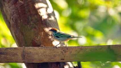 Scrub tanager (Stilpnia vitriolina) perched on a bamboo bird feeder in the Intag Valley, outside of Apuela, Ecuador