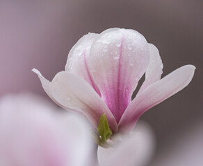 Fototapeta na wymiar magnolia flower 