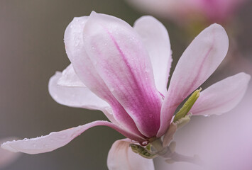 Fototapeta premium magnolia flower 