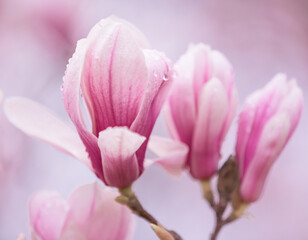 Obraz na płótnie Canvas magnolia flower 