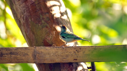 Scrub tanager (Stilpnia vitriolina) perched on a bamboo bird feeder in the Intag Valley, outside of Apuela, Ecuador
