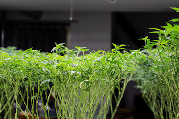 Indoor cannabis grow plantation with plants under LED and UV lamps, medical marijuana cultivation