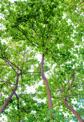 green tree in the forest