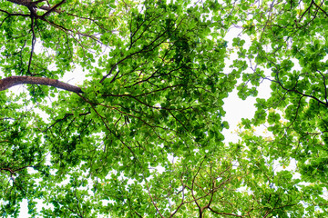 Look up to the green leaves of the big trees in the forest