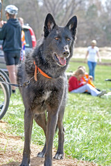 Wolf-dog hybrid with characteristic long legs