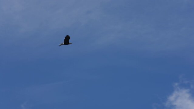 Slow motion flying bald eagle