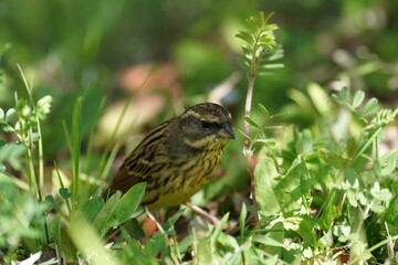 black faced bunting in the grass