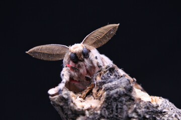 close-up photo of moth insects