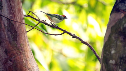 Scrub tanager (Stilpnia vitriolina) perched on a branch in the Intag Valley, outside of Apuela, Ecuador