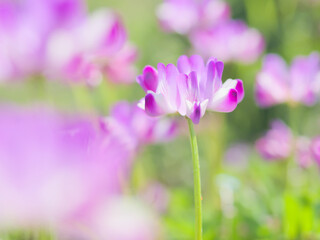 Fototapeta premium 陽光のレンゲ