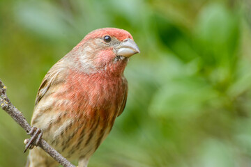 close up portrait of a common house finch on a branch