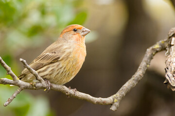 close up portrait of a common house finch on a branch