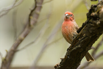 close up portrait of a common house finch on a branch