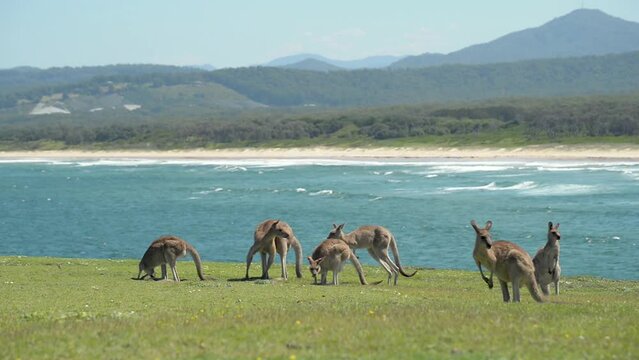 Group of Grey Kangaroos in a Green Meadow Whit Ocean as Background in Queensland, Australia