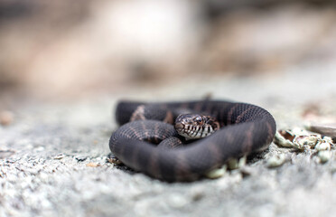 Baby northern water snake 
-Massachusetts 