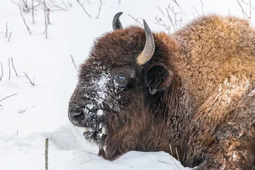Selbstklebende Fototapeten Wild Bison seen in natural environment during winter with white background and snow surrounding the buffalo animal.  © Scalia Media