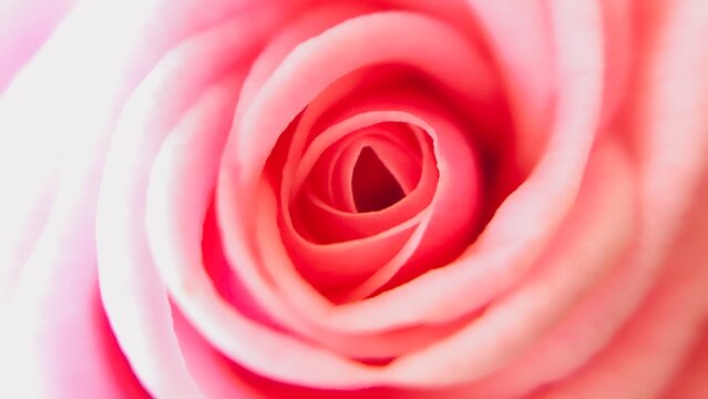 Close up image of beautiful red rose for love.