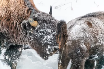 Deurstickers Wild bison seen in winter time in Canada. One buffalo urinating, peeing with a white snowy background.  © Scalia Media