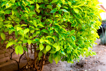 Photo of flowers taken in daylight. You can see stems, trunks, leaves, flowers, fruits, bricks, soil, substrate, different colors, shadows, parking lots, residential areas, bushes, hedges, grass, gras