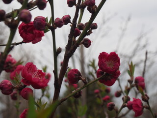 梅の花