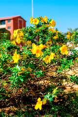 Photo of flowers taken in daylight. You can see stems, trunks, leaves, flowers, fruits, bricks, soil, substrate, different colors, shadows, parking lots, residential areas, bushes, hedges, grass, gras