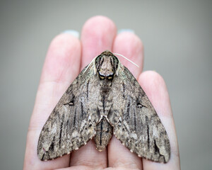 A large waved sphinx moth on a human hand. © Heather Burditt