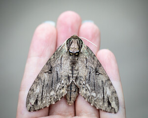 A large waved sphinx moth on a human hand.