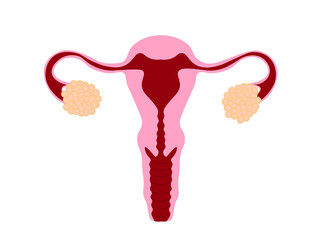 Female reproductive system. Uterus illustration.