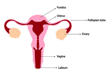Female reproductive system. Uterus illustration with description of anatomical structures