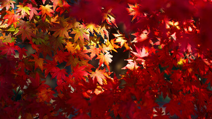 深紅の空間を作る秋のもみじ