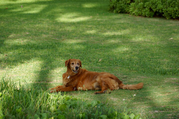 Old Golden Retriever Dog rest in grass field